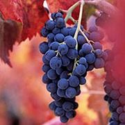 barbera del monferrato superiore