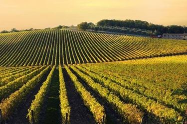 vigneto dolcetto di diano d'alba