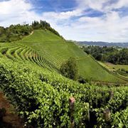 Vigneti nelle Langhe