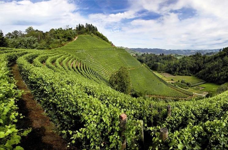 Vigneti nelle Langhe