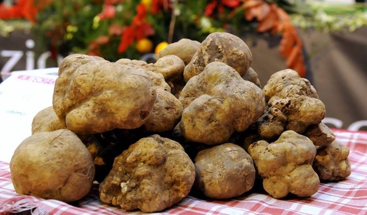 Tartufo d'Alba