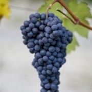 http://www.laculturadelcibo.it/public/archivio/res_300_foto866nebbiolo(ghemme).jpg