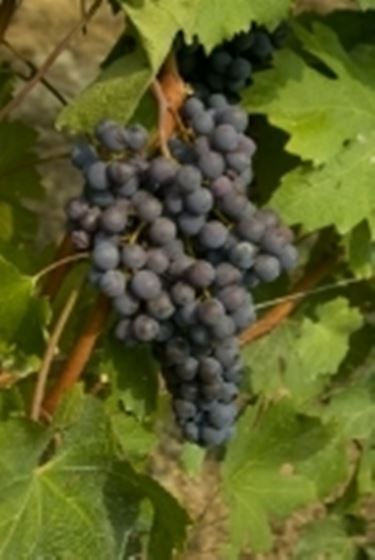 Il Malvasia Nero