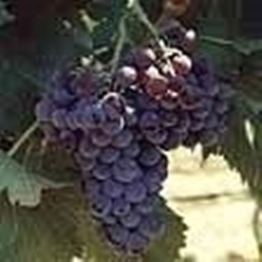 L'uva Cannonau