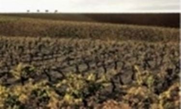 Le vigne sulle colline di Alcamo