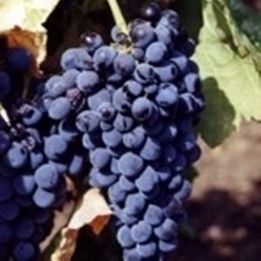 Il Nero d'Avola, simbolo di Sicilia