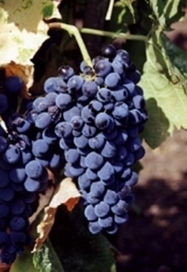 Il Nero d'Avola