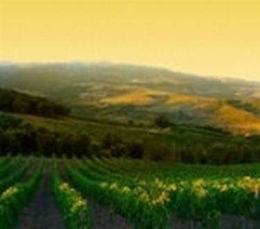 Una splendida vista dei vigneti siciliani