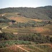 Vin Santo del Chianti Occhio di Pernice