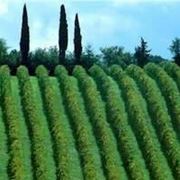 vigne coltivate a Sagrantino