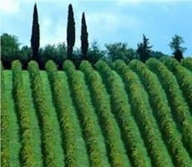 vigne coltivate a Sagrantino