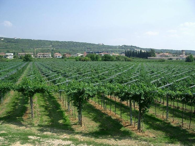 valpolicella